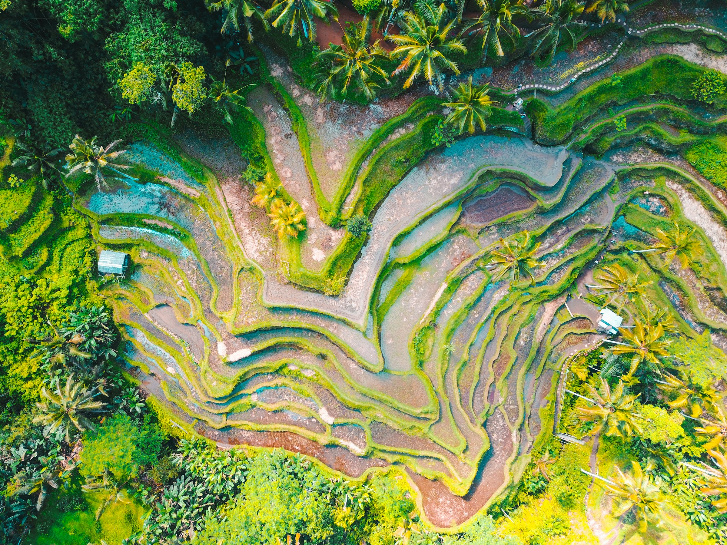 Rizières en terrasse de Tegalalang, Bali
